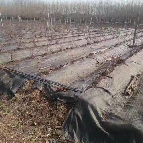 防草�?8